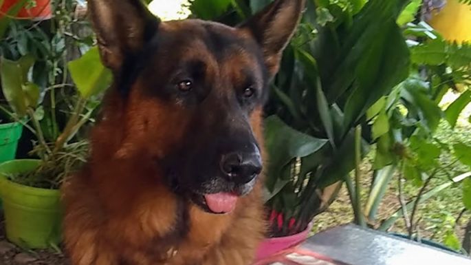 Intuición canina o... actos de amor