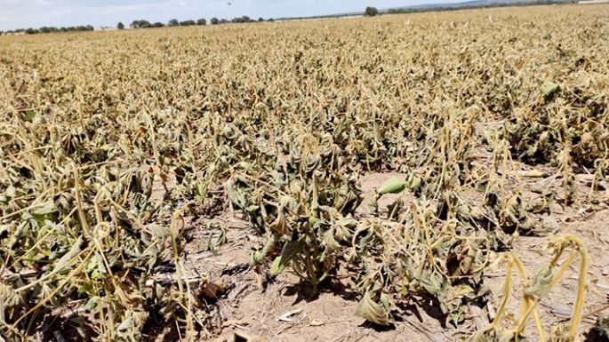 Prorrogan la emergencia agropecuaria