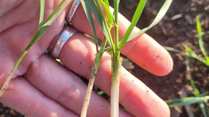 Menos trigo en los campos cordobeses