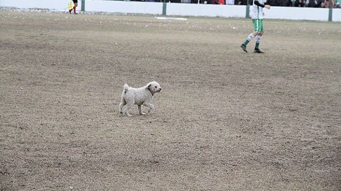 No le metieron el perro