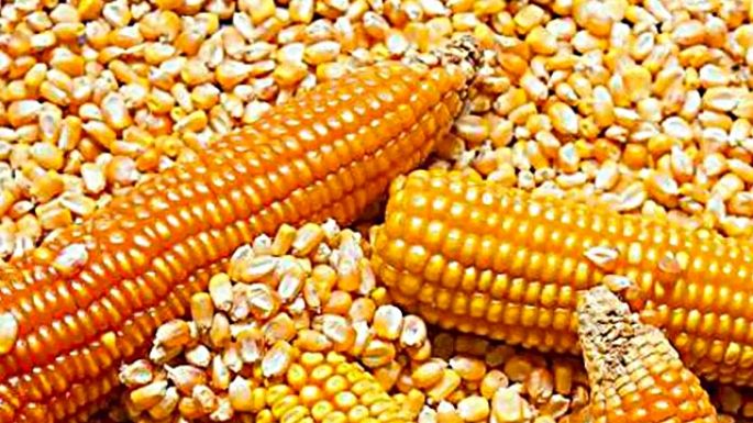 Aumentaron los cereales tras la salida de Rusia del acuerdo del Mar Negro