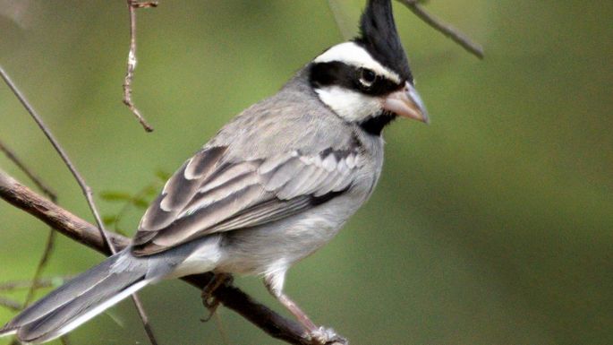 Policía Ambiental rescató 396 aves en una localidad cordobesa