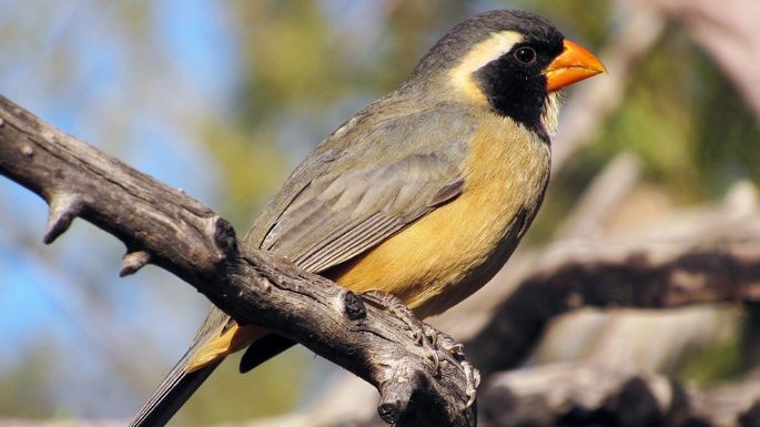 Policía Ambiental rescató 396 aves en una localidad cordobesa