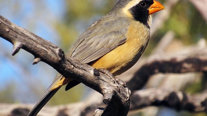 Rescataron 396 aves