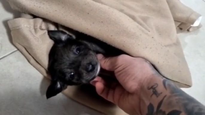 Un cordobés encontró un perrito en la ruta y lo adoptó