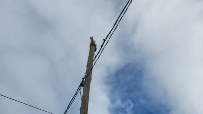 Un gato asustado subió hasta lo alto de un poste y reposó sobre una casita de horneros