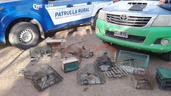 Rescataron aves exóticas tras un allanamiento en una localidad cordobesa