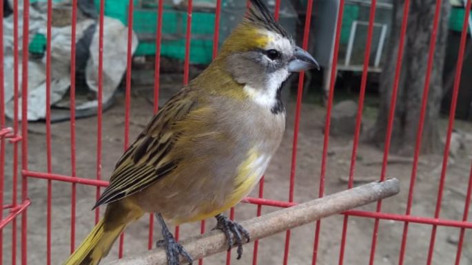 Rescataron más de 120 aves y un pecarí de collar en Córdoba