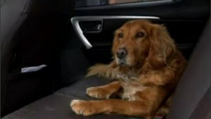 Insólito: un perro subió a la camioneta de su dueño, puso primera y la chocó