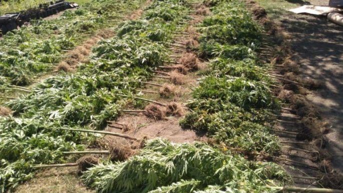 Condenaron a un abogado, dueño de una plantación de marihuana
