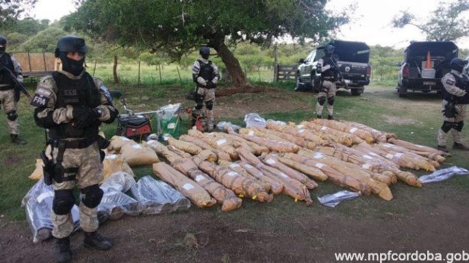 Condenaron a un abogado, dueño de una plantación de marihuana