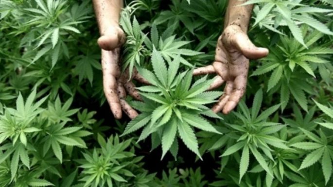 Brindarán una charla sobre el cultivo y el uso del cannabis