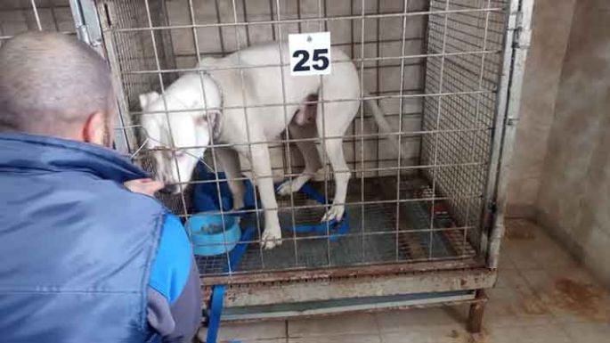Escapó un dogo y atacó e hirió a un adolescente