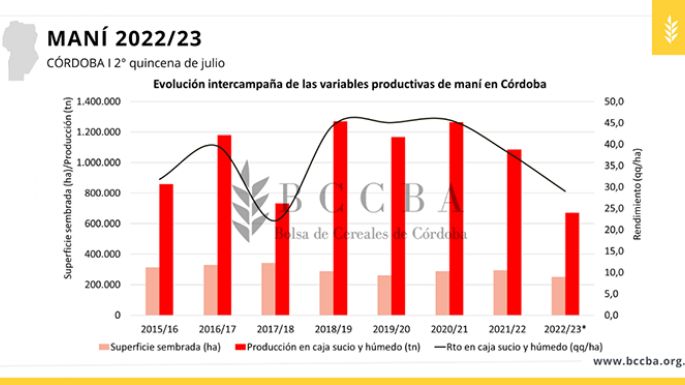 Merma del 41% en la cosecha de maní