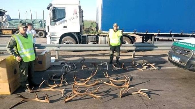 Llevaba 22 astas de ciervo en el auto mientras viajaba por la autopista