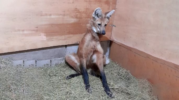 Rescataron un aguará guazú que fue atacado por perros