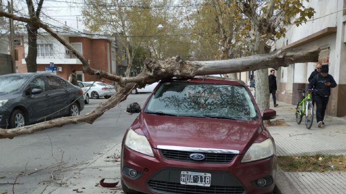 Fuertes vientos levantaron polvareda y derrumbaron árboles en la ciudad y la región
