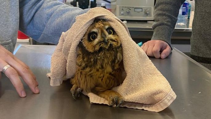 El primer centro de atención primaria de animales silvestres funcionará en la UNVM