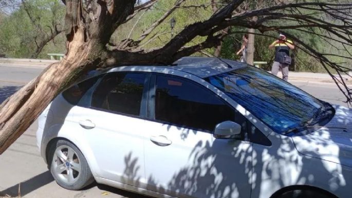 Un árbol cayó sobre un automóvil debido a los fuertes vientos