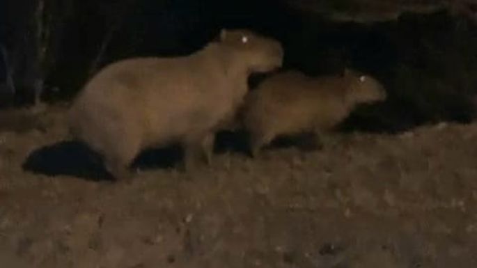 [VIDEO] Carpinchos se pasean en familia por el barrio Vista Verde