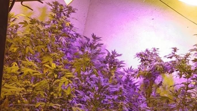 Hallaron un invernadero de marihuana en una casa de barrio Centro