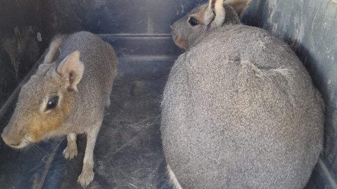 Rescataron 18 ejemplares de fauna silvestre en cautiverio