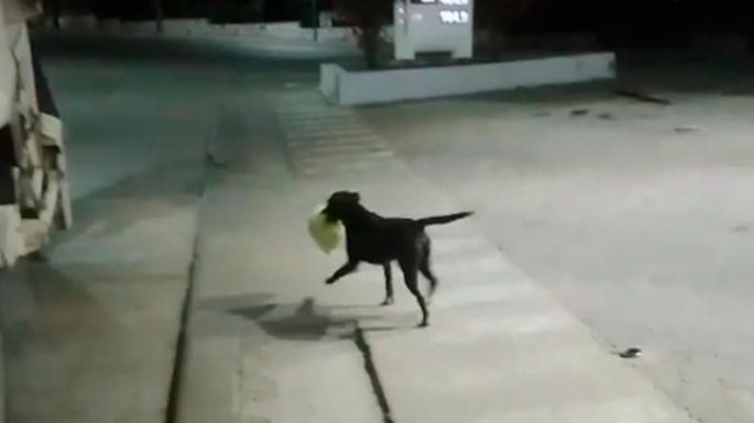 [VIDEO] Bujía, el perro recolector de residuos que se hizo viral
