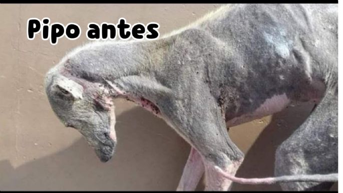 Un galgo, una  familia