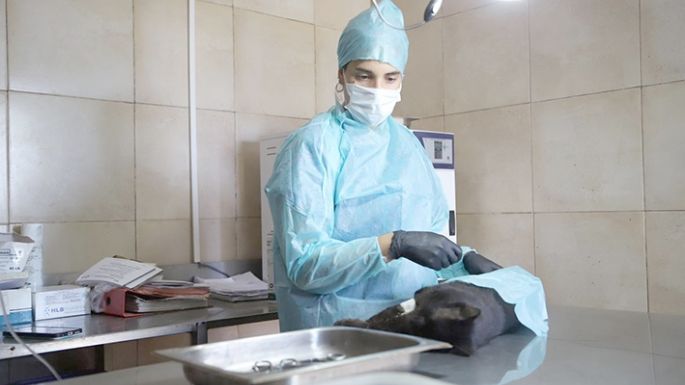 En lo que va del año, se realizaron 149 castraciones en el CAM