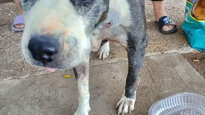 La Gorda ya fue operada