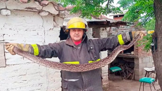 Una serpiente en la cocina