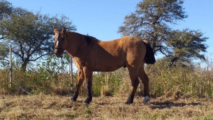 Una niña falleció tras ser recibir una patada de un caballo