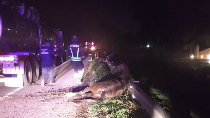 Un camión embistió y mató a dos caballos sobre ruta 158