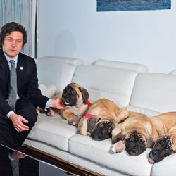 Perros para la imagen, pero sin avances