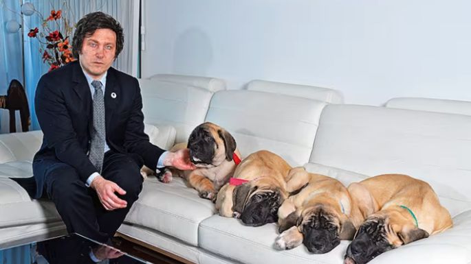 Perros para la imagen, pero sin avances