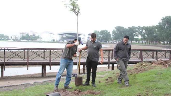 Compromiso oficial de plantar diez árboles por cada uno que se saca