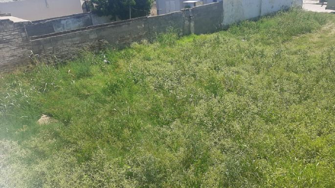 Exigen la limpieza de un sitio baldío por la presencia de roedores