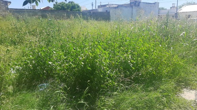 Exigen la limpieza de un sitio baldío por la presencia de roedores