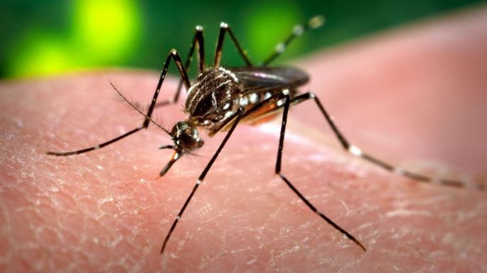 Dengue: intensificar los cuidados tras confirmar el primer caso autóctono