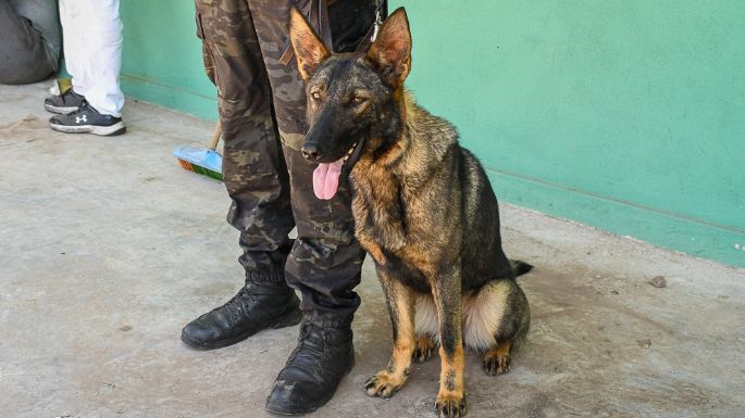 [VIDEO] Así entrenan a los canes del Servicio Penitenciario de Córdoba