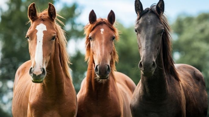 Tres nuevos casos humanos de encefalitis equina consultaron en un centro privado de Villa María