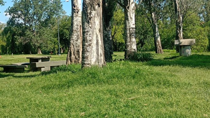 Quejas de vecinos por pastos altos en la Costanera, aunque el municipio informó estar trabajando