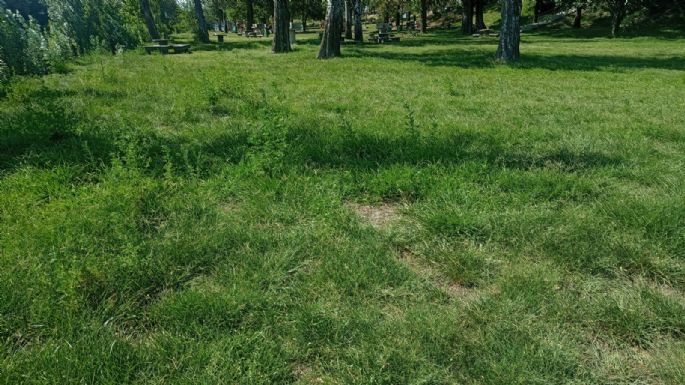Quejas de vecinos por pastos altos en la Costanera, aunque el municipio informó estar trabajando