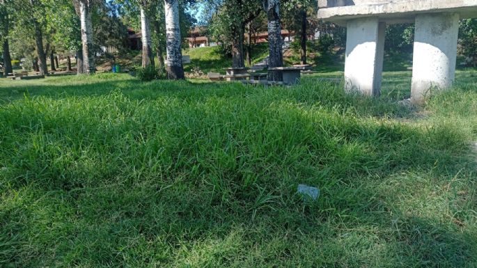 Quejas de vecinos por pastos altos en la Costanera, aunque el municipio informó estar trabajando