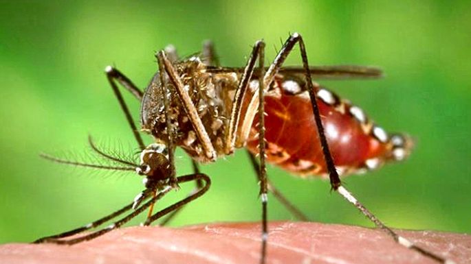 Los dos mosquitos de temporada