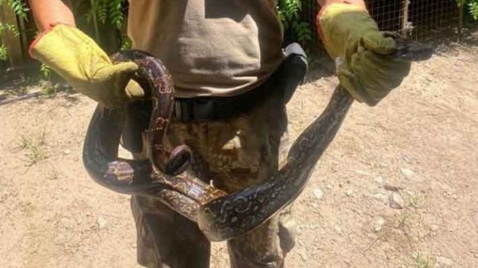 Rescataron una lampalagua de dos metros en Córdoba