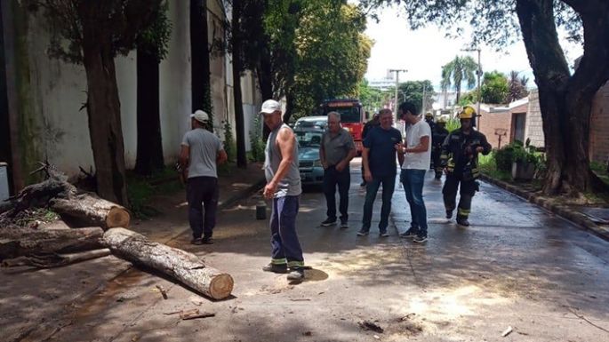 Fueron todos a remover un árbol