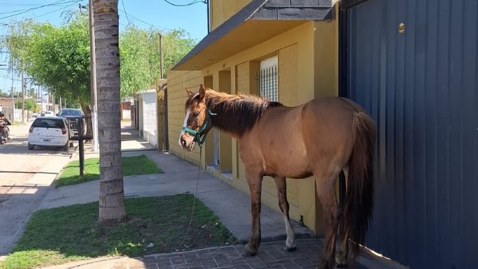 Reclaman por caballos sueltos en barrio San Juan Bautista
