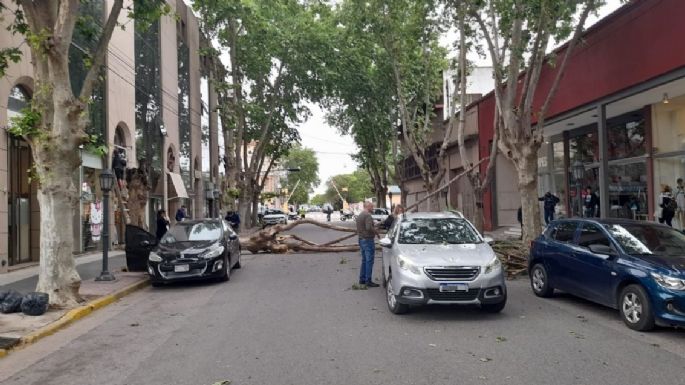 Un árbol se cayó sobre un auto en el Centro