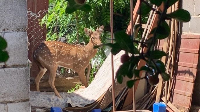 Encontraron un ciervo en barrio San Juan Bautista